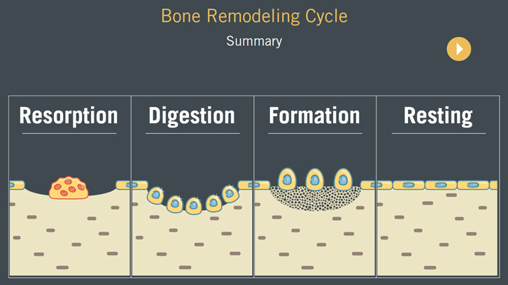 Bone Remodeling Animation | Kivna | Daryl Lynch