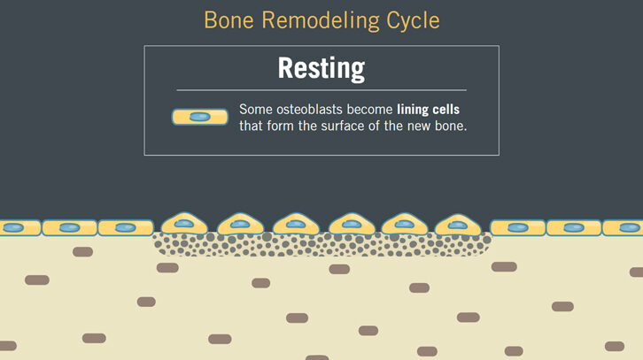 Bone Remodeling Animation | Kivna | Daryl Lynch